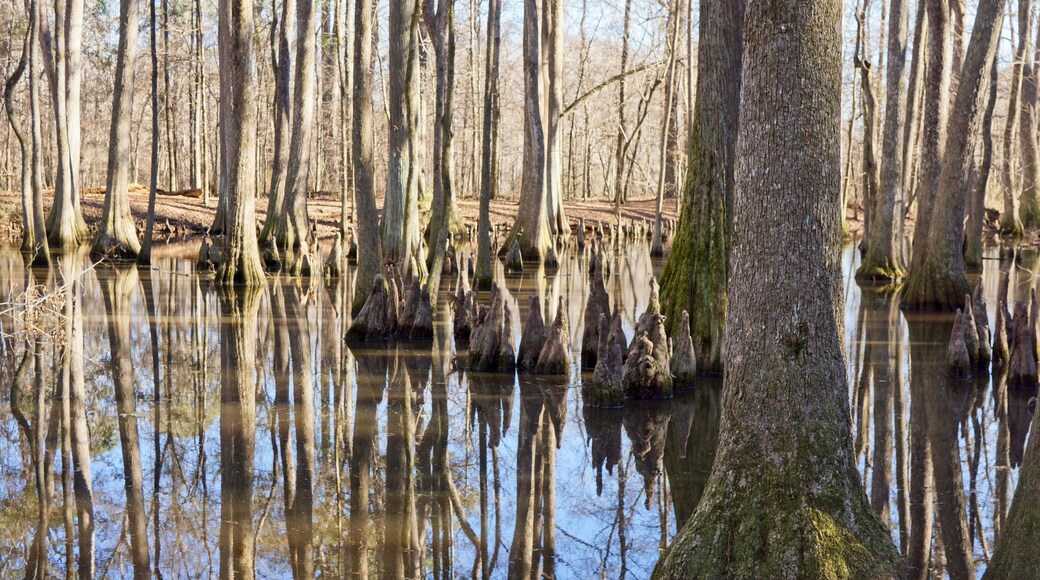 Cypress swamp along the side of the Natchez Trace in Mississippi USA