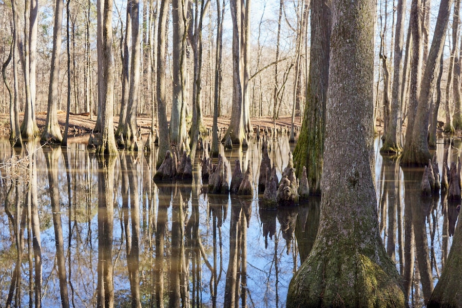 Cypress swamp along the side of the Natchez Trace in Mississippi USA