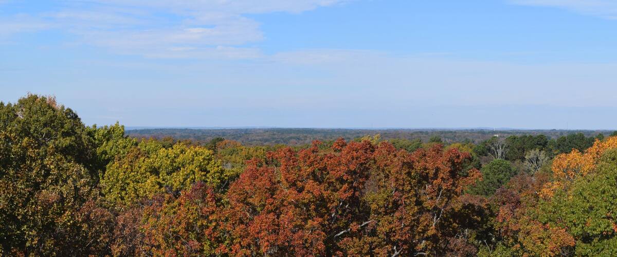 A forested landscape with autumn foliage.