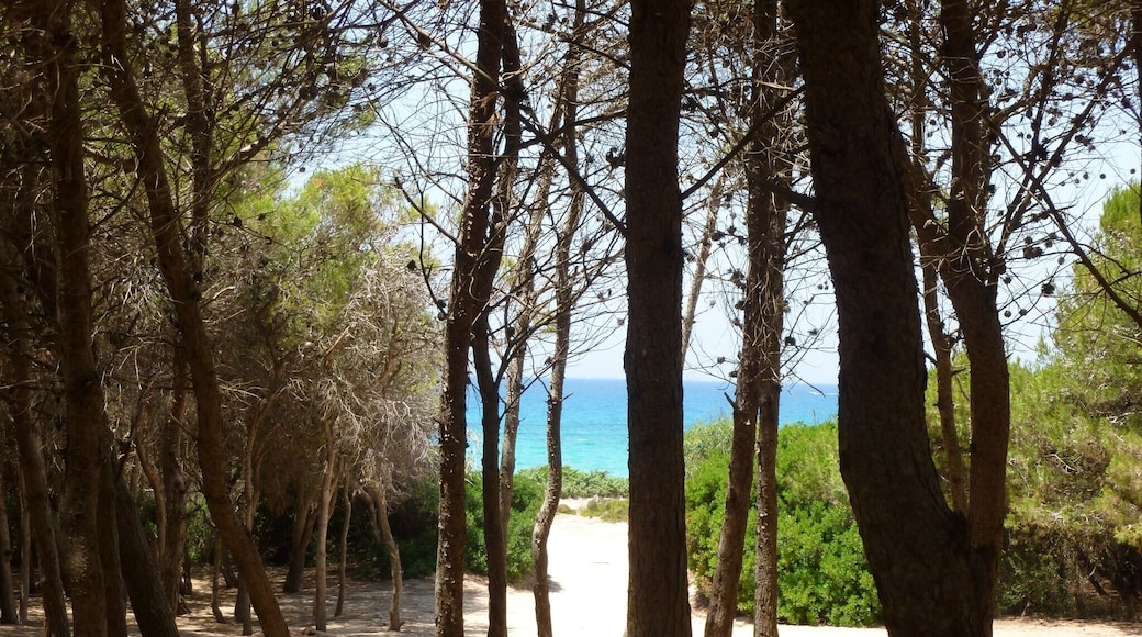 Walking to the beach through the small forest. Just gorgeous. You can hear the lapping waves 🌊