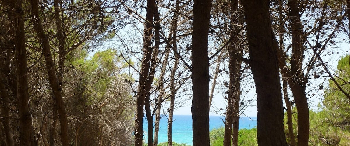 Walking to the beach through the small forest. Just gorgeous. You can hear the lapping waves 🌊