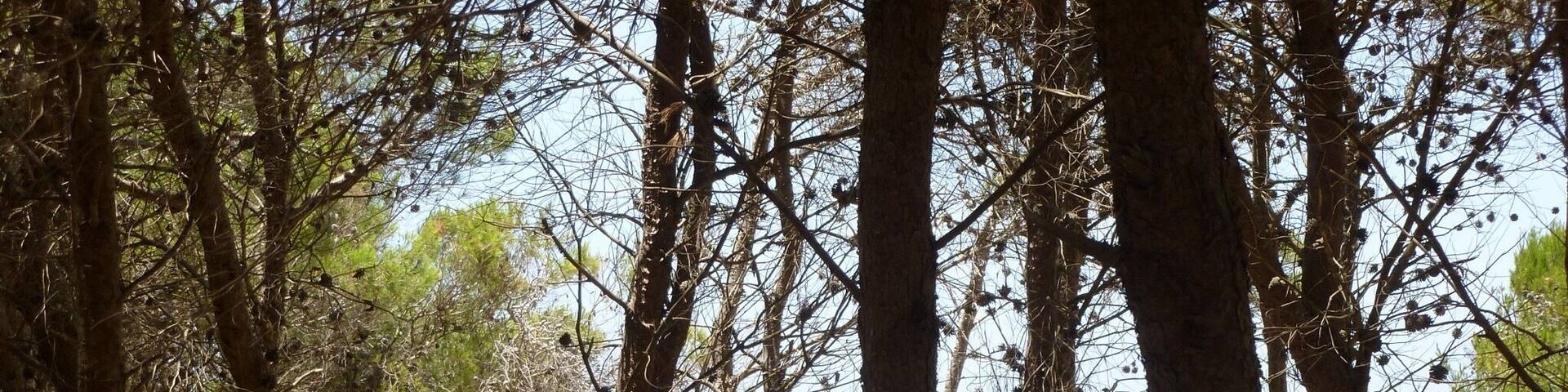 Walking to the beach through the small forest. Just gorgeous. You can hear the lapping waves 🌊