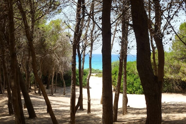 Walking to the beach through the small forest. Just gorgeous. You can hear the lapping waves 🌊