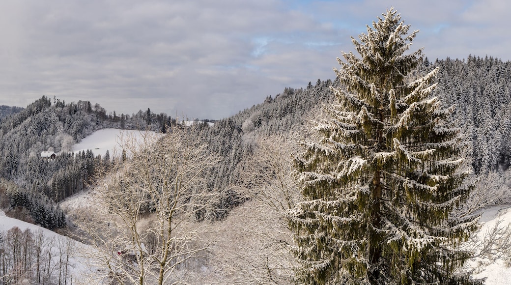 Der Berg Belchen im Schwarzwald