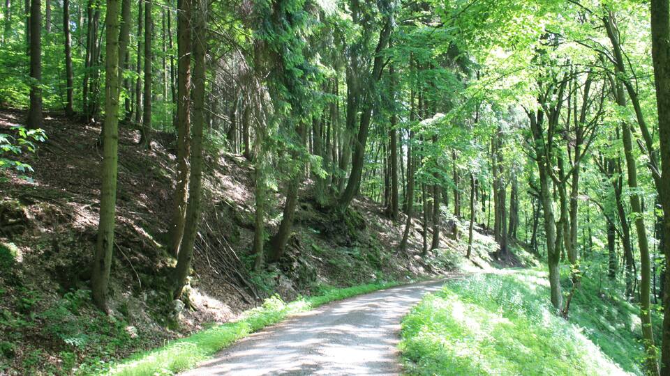 A forested path winding through a lush green landscape.