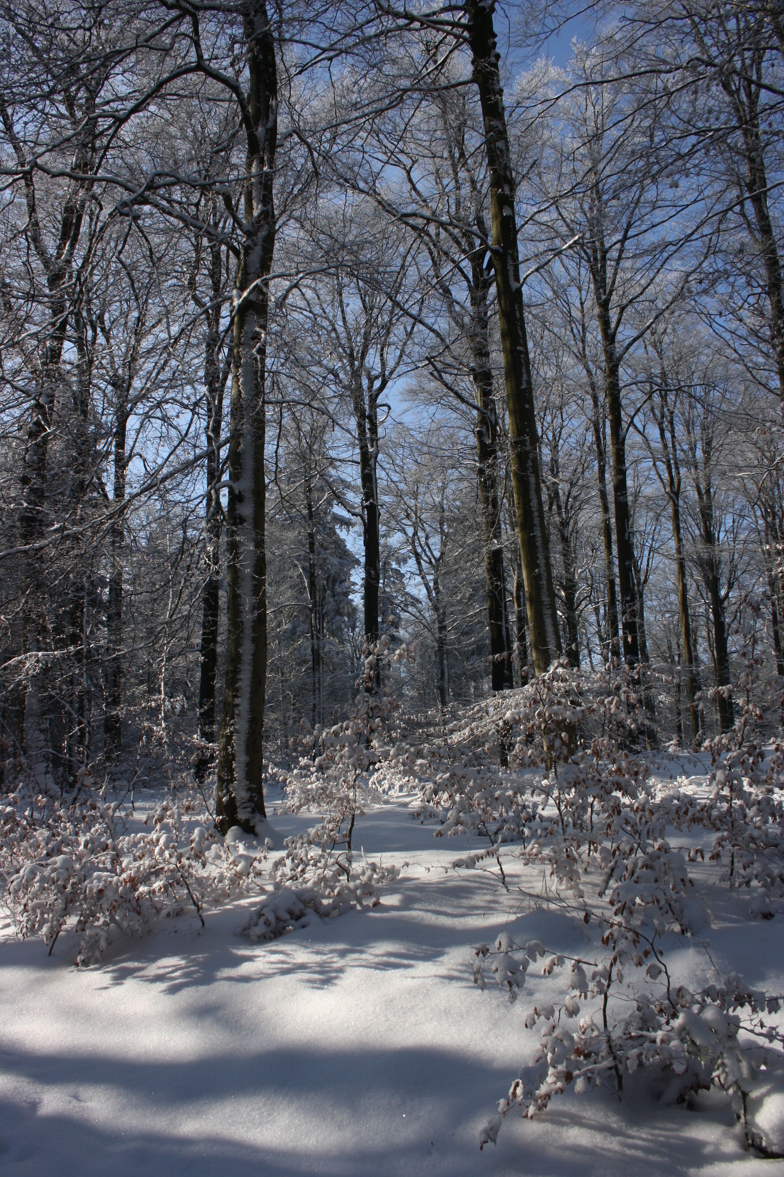 Am Aufstieg zum Josephskreuz auf dem Auerberg bei Stolberg im Südharz