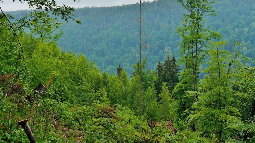 A dense forest with a variety of trees and undergrowth.