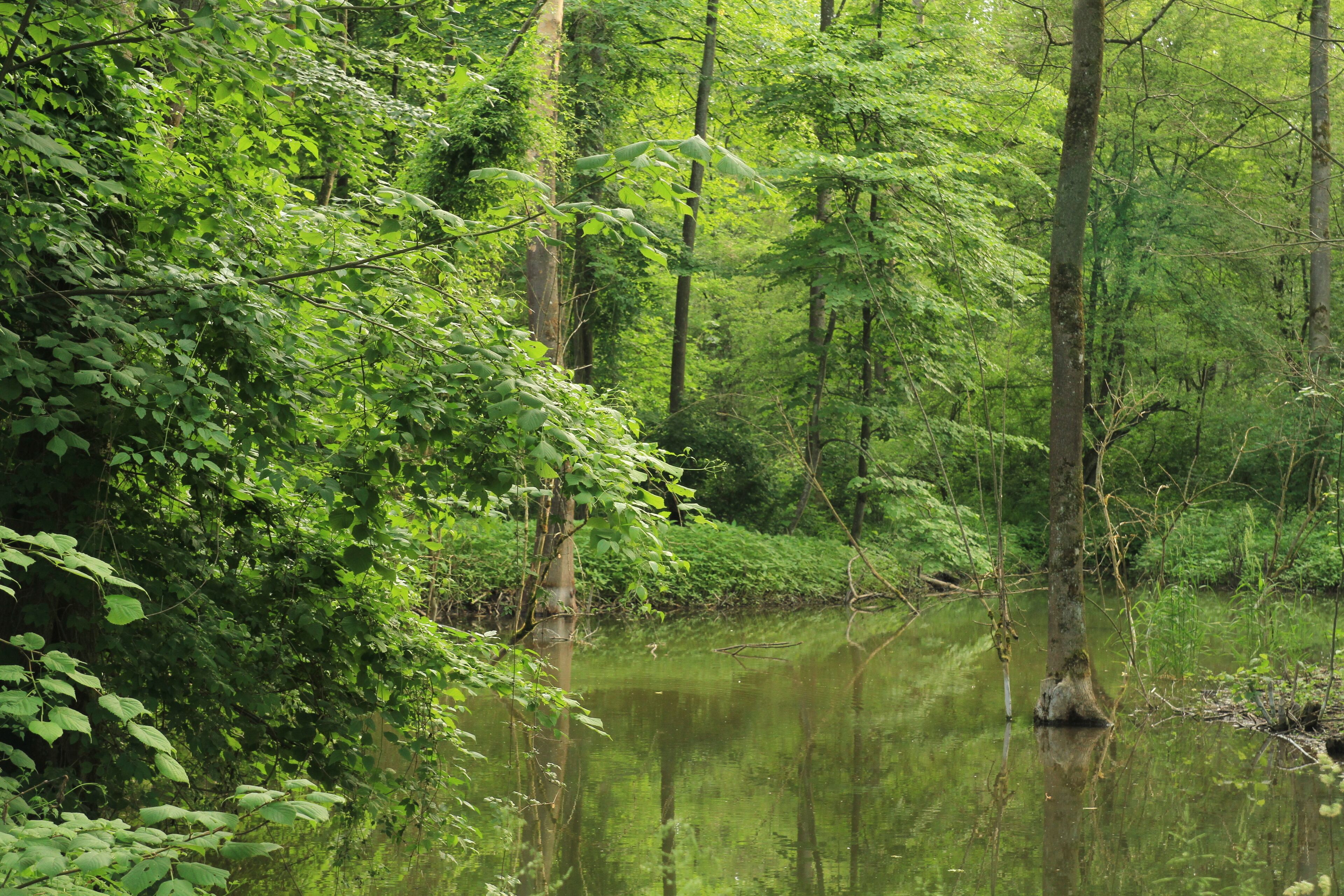 Eine der wenigen Stellen entlang der Isar im Großraum München die durch gelegentliche Überschwemmungen noch echten Auwaldcharakter hat.