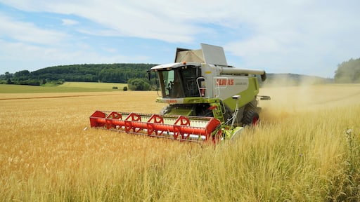 Ein Mähdrescher Claas Lexion 570 der Agrarproduktion Hohenebra GmbH bei der Ernte.