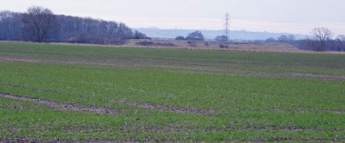 A vast open field with rows of crops, a power line tower, and leafless trees in the background.