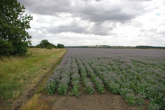 This field of Borage (Borago officinalis) is to the northwest of the Howsham to Searby road.