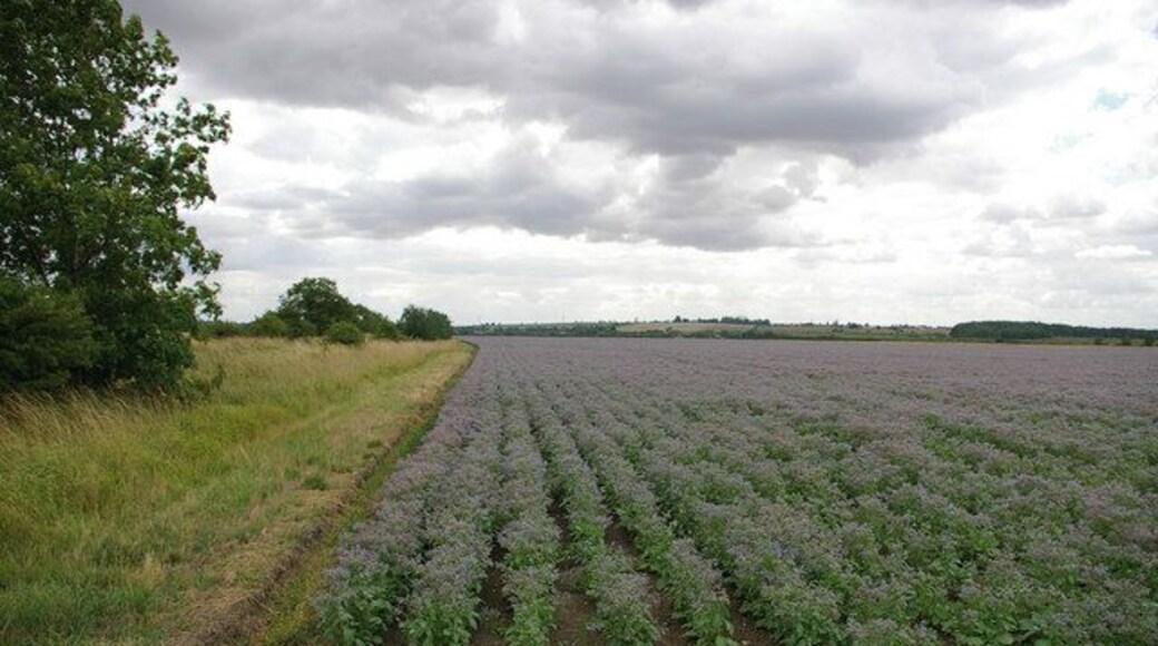 This field of Borage (Borago officinalis) is to the northwest of the Howsham to Searby road.