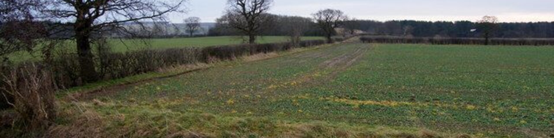 Paisaje rural con un campo, un árbol sin hojas y una línea de árboles distante.