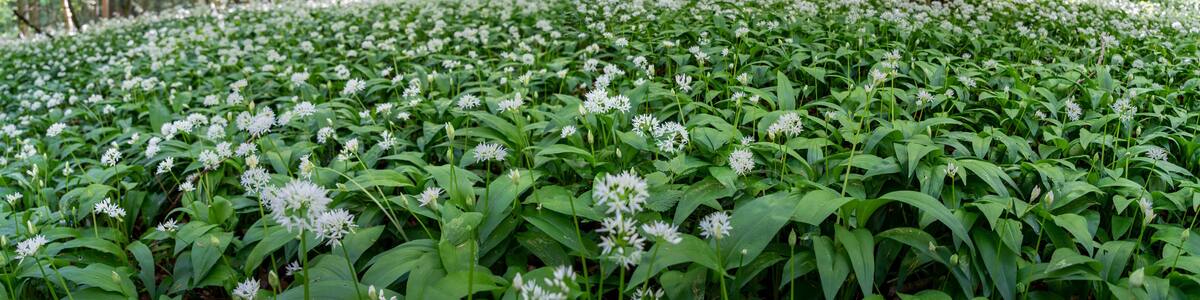 A forest with a carpet of white flowers and green foliage.