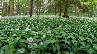 Uma floresta coberta por um tapete de flores brancas e folhagem verde.