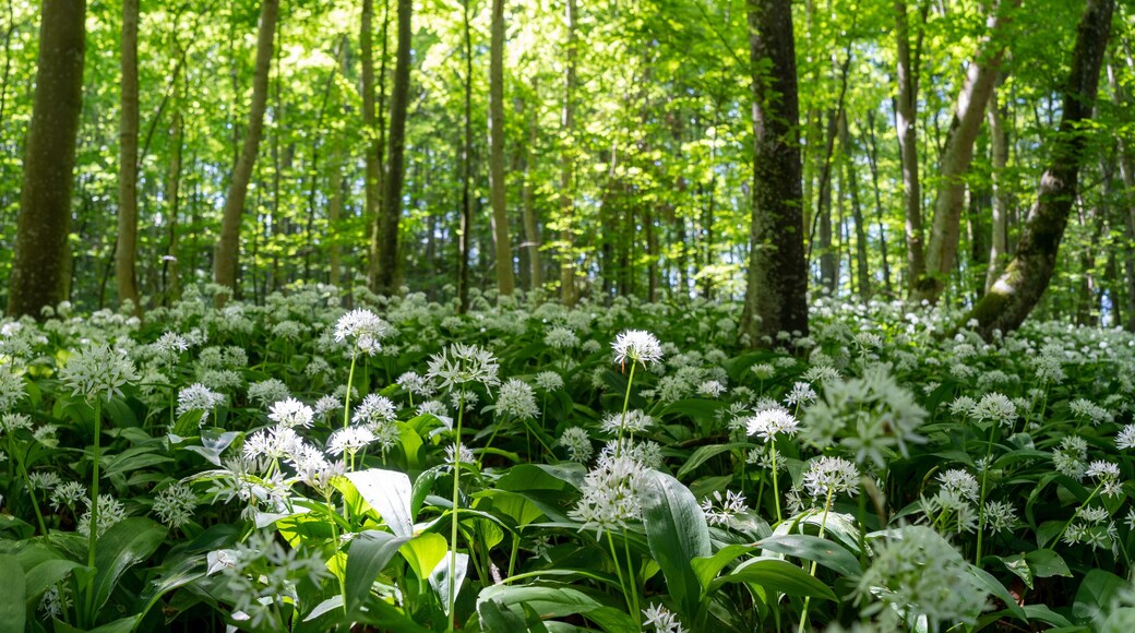 Wandern bei Öfingen Baden-Wüttemberg Deutschland