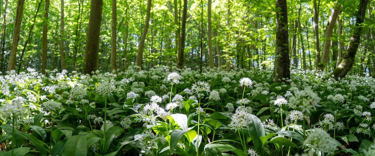 A dense forest with white flowers and green foliage.