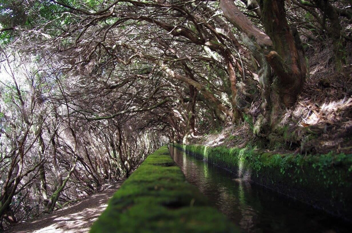 Un cours d’eau étroit, bordé d’arbres, aux rives recouvertes de mousse et à la végétation luxuriante.