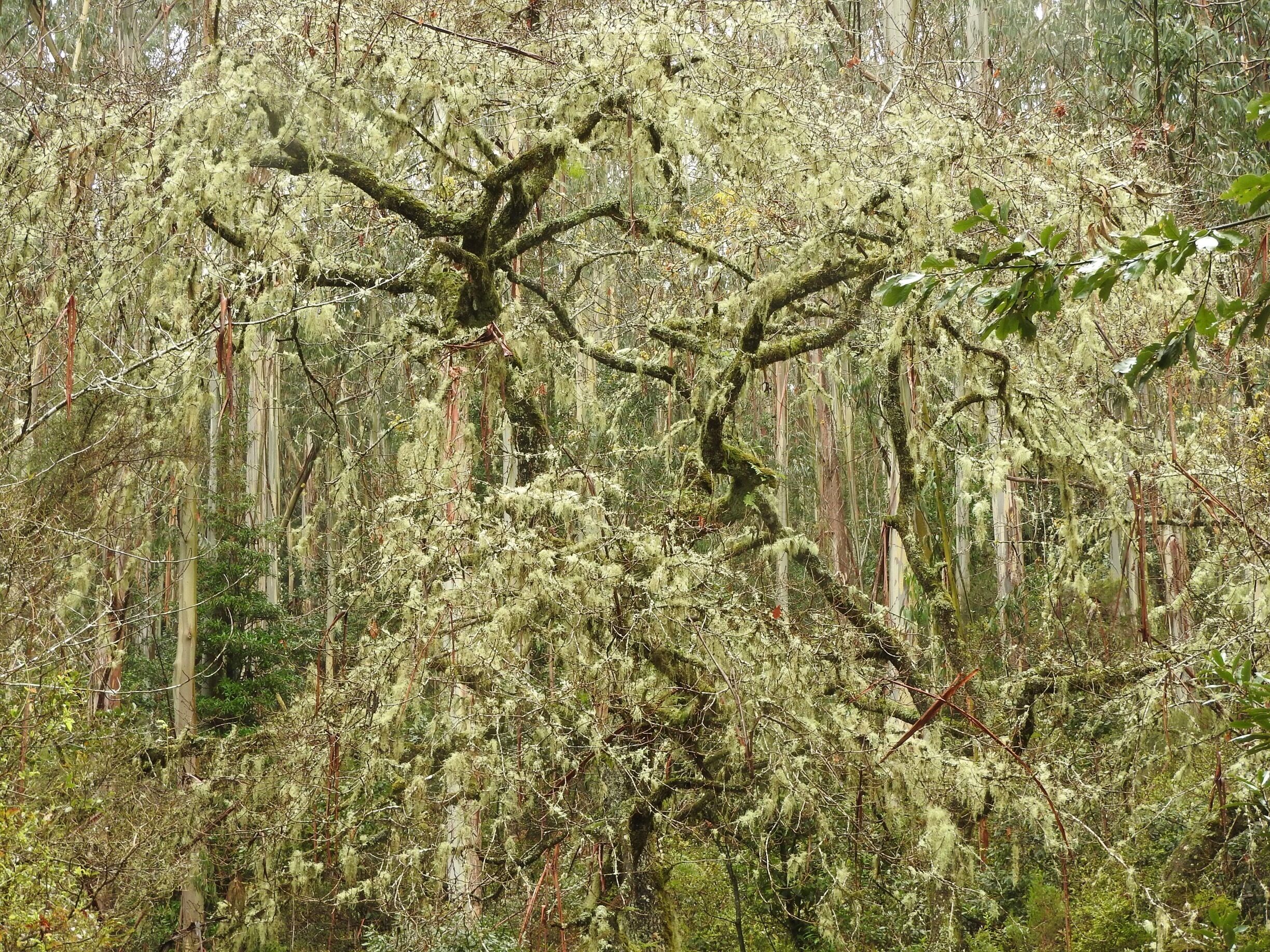 Jeep safari in the south East - "djungle" with trees full of lichen # Green Photo Sweepstakes
