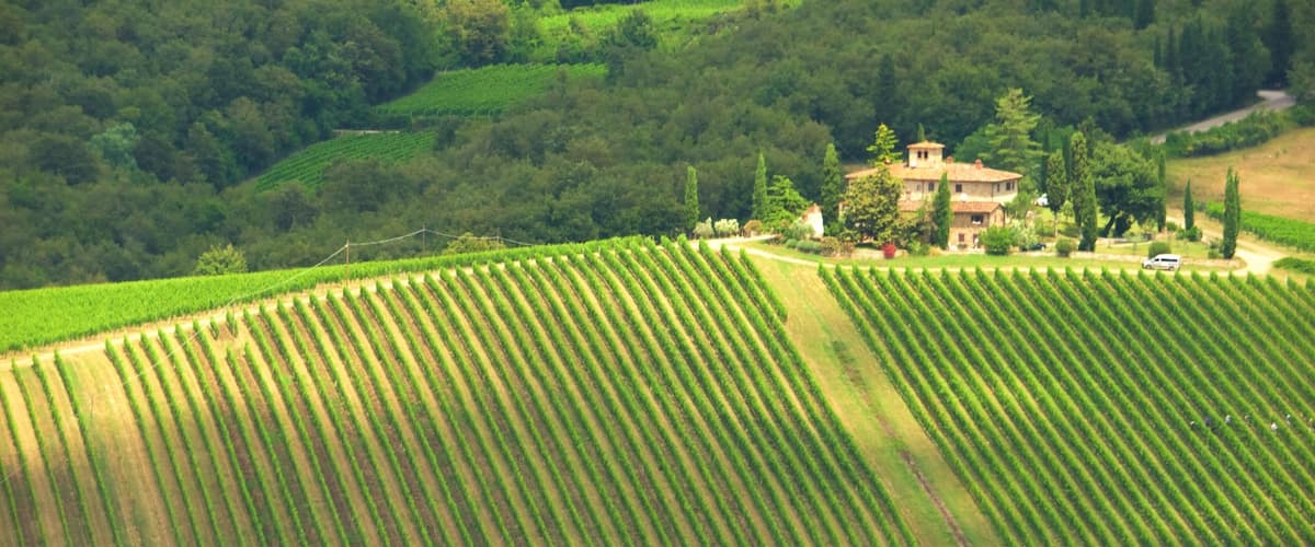 A vineyard with rows of grapevines, a house surrounded by trees, and a road with vehicles.