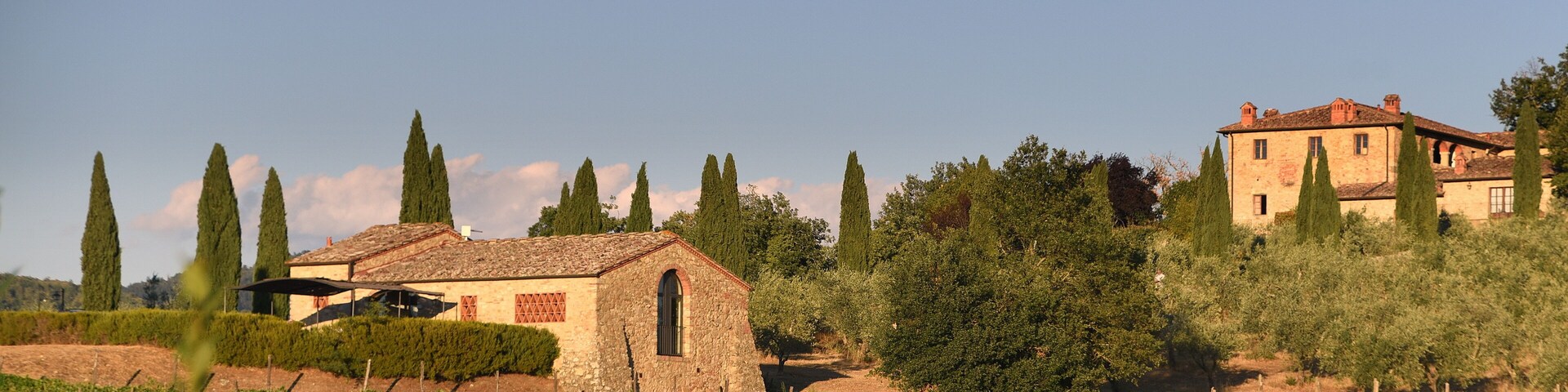 Viñedo con edificios de piedra y altos cipreses.