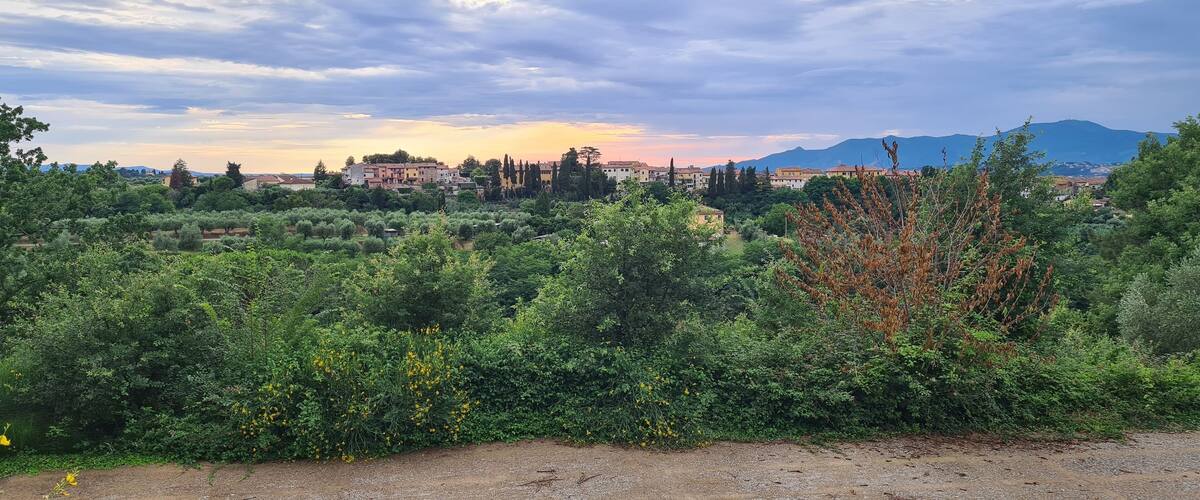 A landscape with dense greenery, a dirt path, and buildings in the background under a cloudy sky.