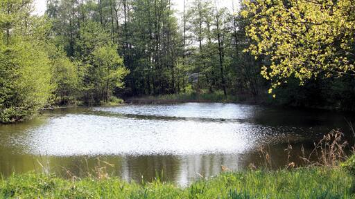 Naturschutzgebiet "Graureiherkolonie bei Harsewinkel"