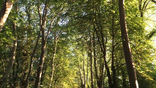 Ballade matinale , mélancolie d'été 🌞☀️ #camping