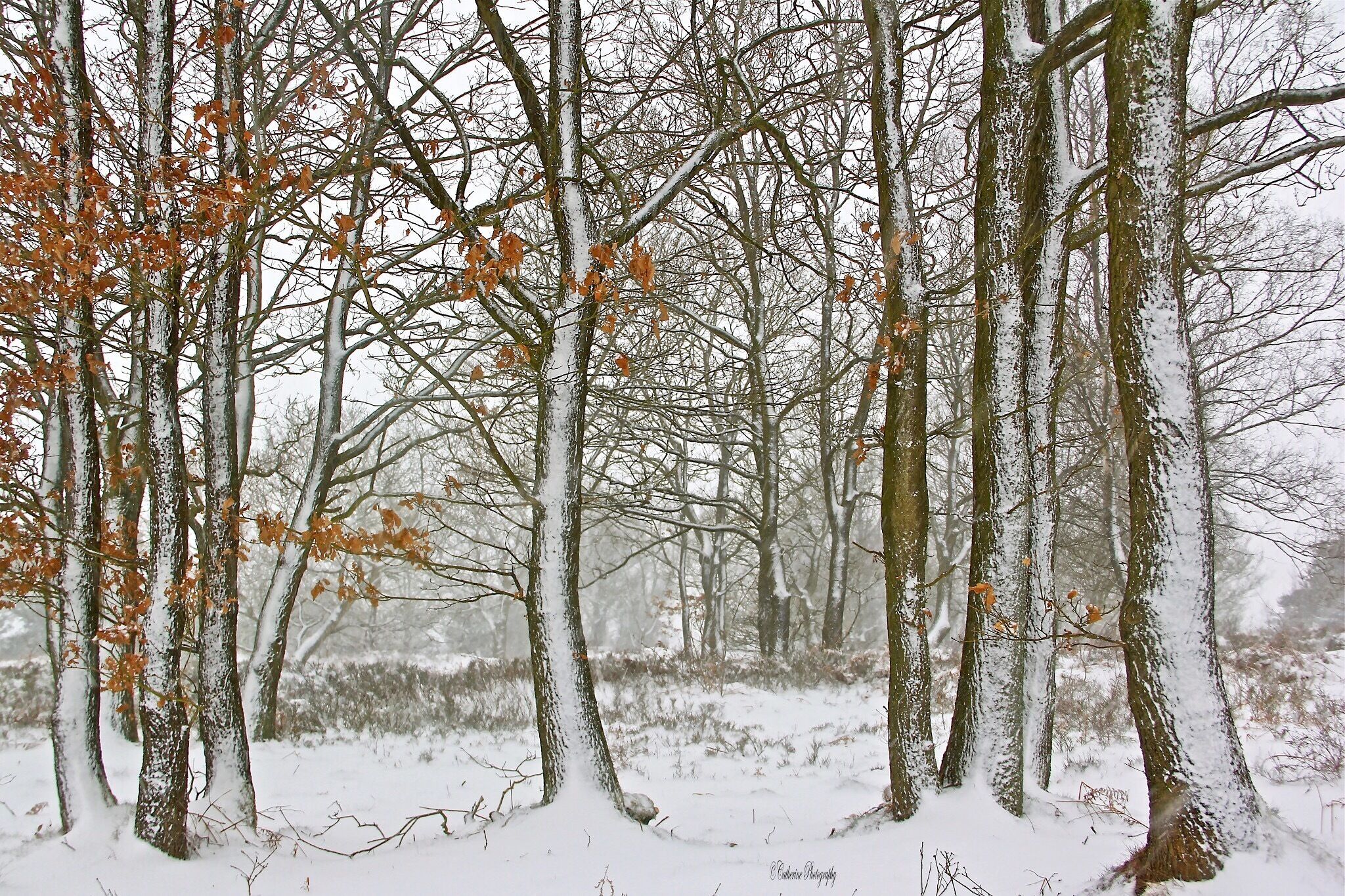 Just 5 minutes from my house, I can enjoy the natural beauty of this heathland- Gentleshaw Common, Burntwood #hometown #woodland #nationalpark #snow #hiking #nature #landscape #trees 