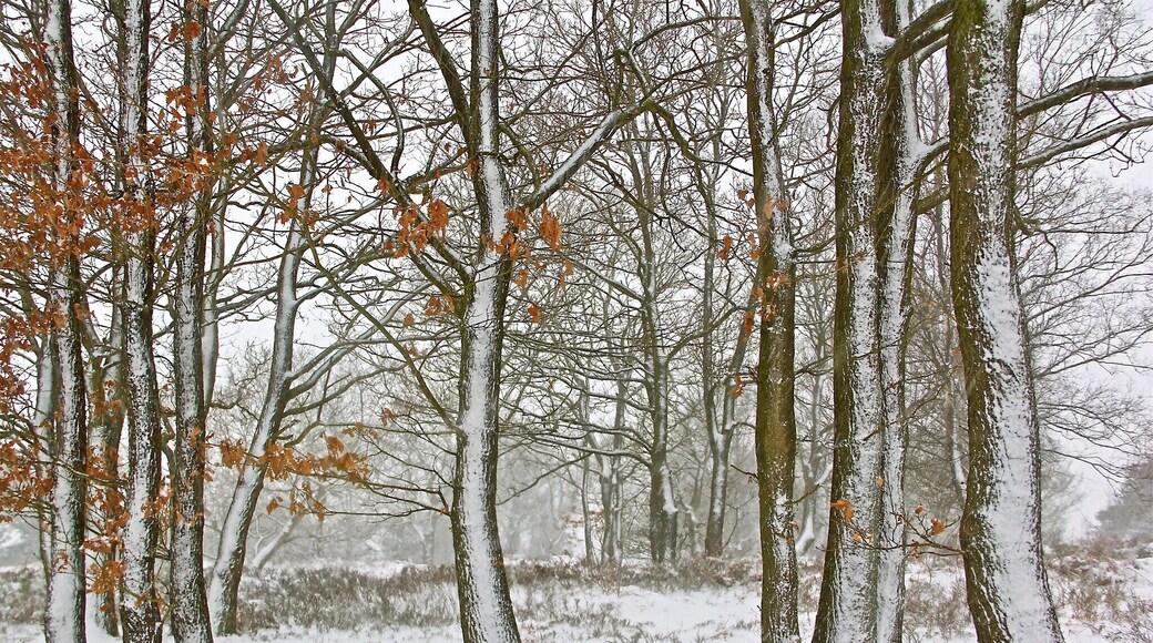 Just 5 minutes from my house, I can enjoy the natural beauty of this heathland- Gentleshaw Common, Burntwood #hometown #woodland #nationalpark #snow #hiking #nature #landscape #trees