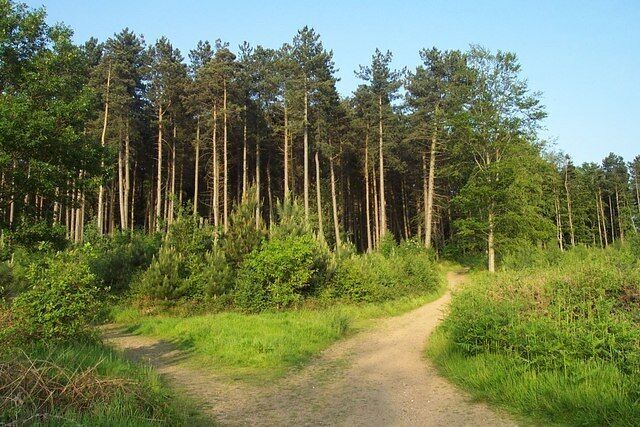 Un área boscosa con un sendero de tierra.