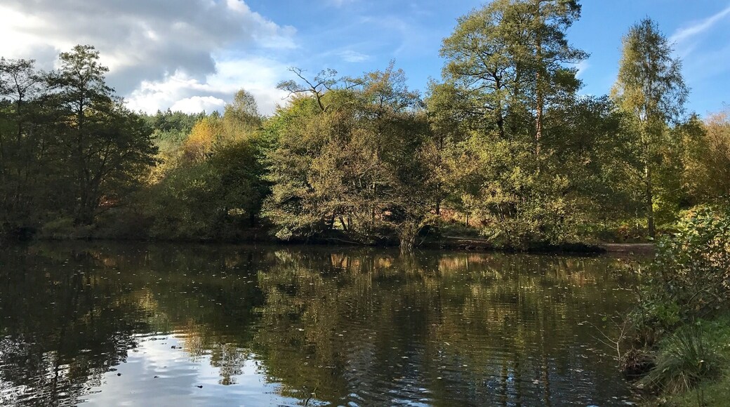 #lake #autumn #birchesvalley #cannockchase