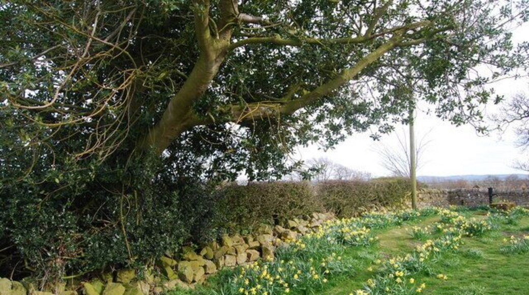 Daffodils by High House Brewery, Matfen