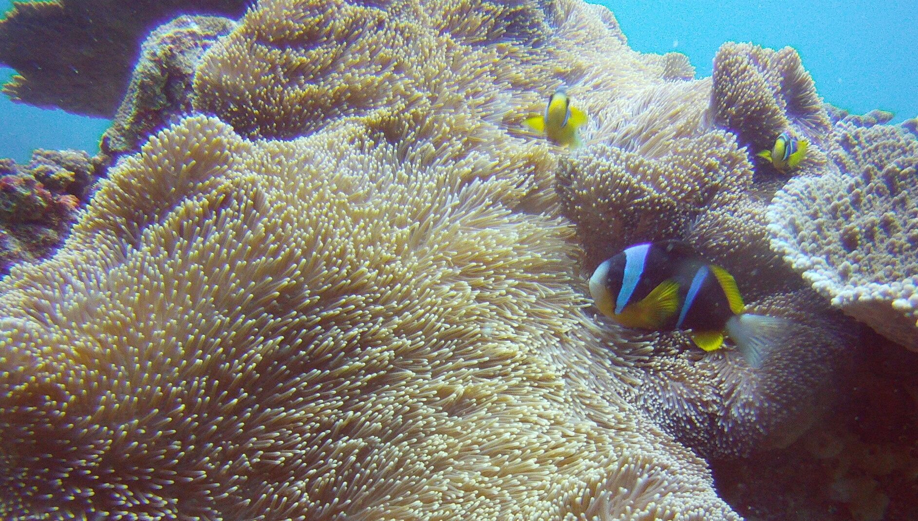 When in Bazaruto a dive in 2 miles reef is a must do! 