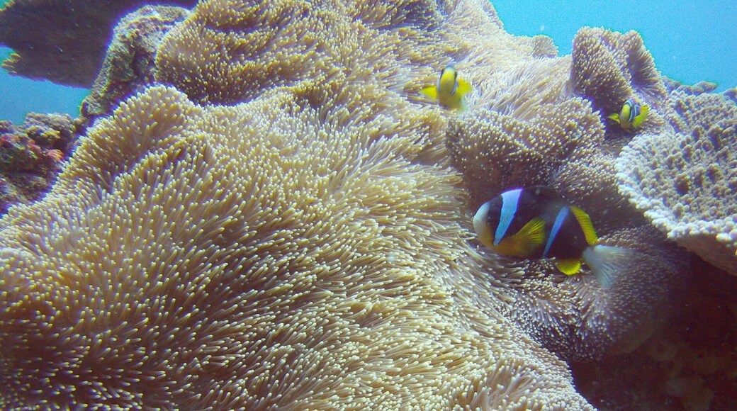 When in Bazaruto a dive in 2 miles reef is a must do!