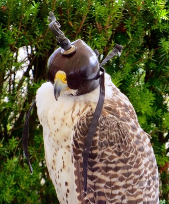 Roofvogel
