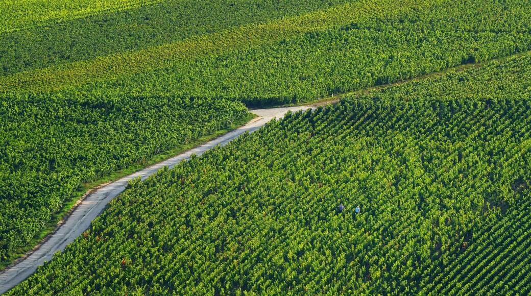 馬恩河畔埃索姆
