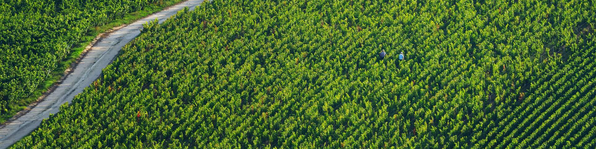 Champagne vineyards on the hillside of Essomes-sur-Marne village
