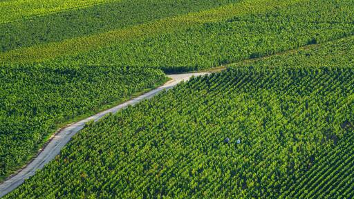 Champagne vineyards on the hillside of Essomes-sur-Marne village
