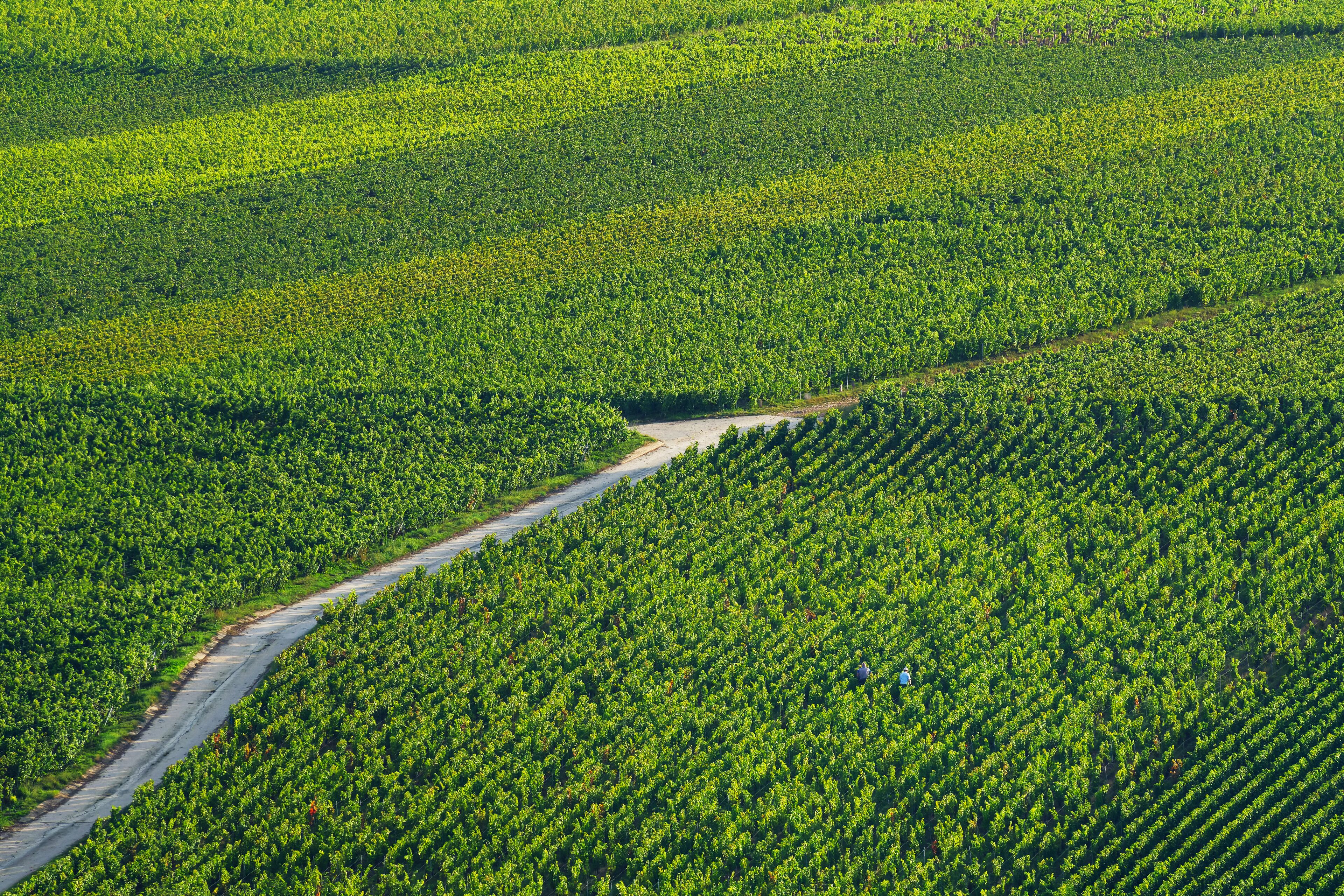 A vineyard with rows of grapevines and a dirt road.