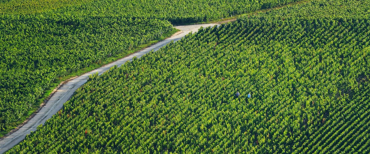 A vineyard with rows of grapevines and a dirt road.