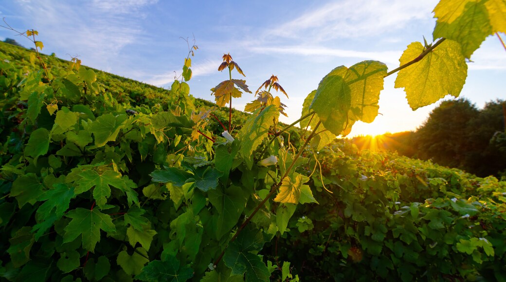 馬恩河畔埃索姆