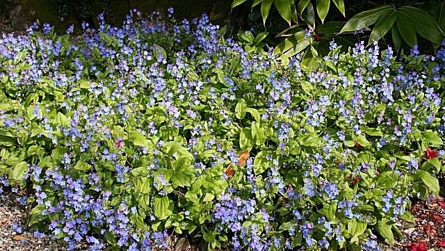 "Omphalodes macedonica" Never having seen this plant before, I had no idea what its name is, and asked one of the gardeners. Its flowers are almost the same as those of Green Alkanet, but the leaves are totally different. It is an introduced and cultivated species not found in the wild. According to IPNI, a species "Omphalodes macedonica" does not exist. This is perhaps Omphalodes cappadocica.--Thiotrix (talk) 15:58, 28 November 2014 (UTC)