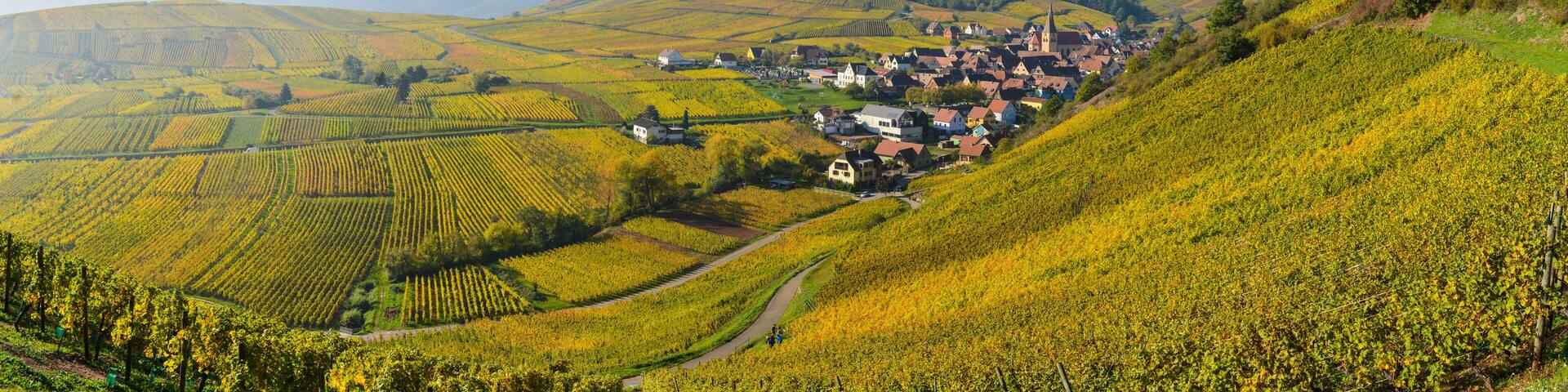 Niedermorschwih, Alsatian vineyards, Alsace, France, Europe, Autumn, Mountain,