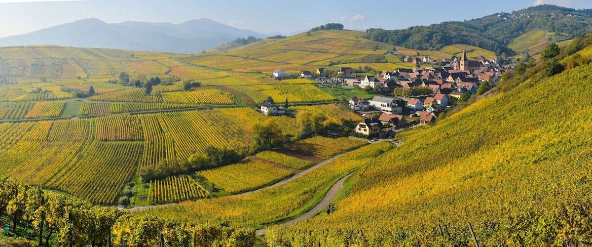 A vineyard with rows of grapevines, a small village with houses, and rolling hills in the background.
