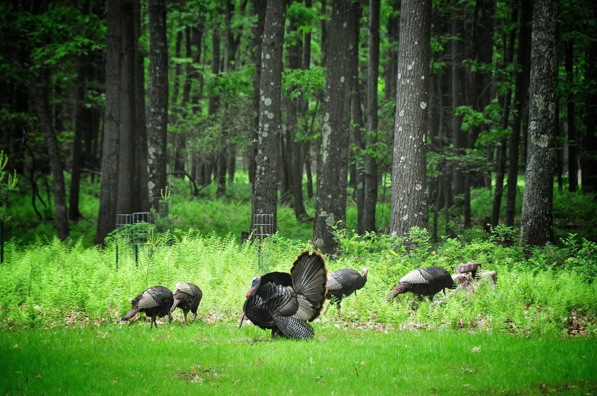 And when you look out the back door....