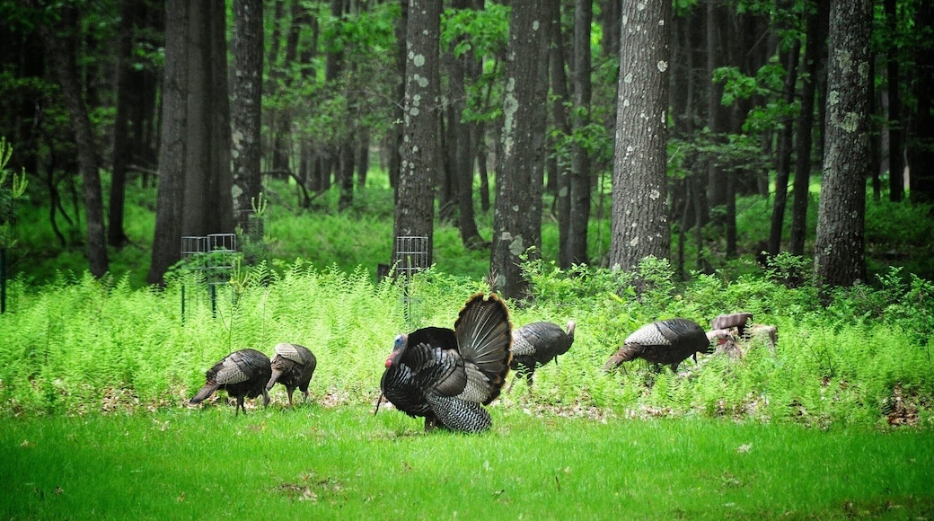 And when you look out the back door....