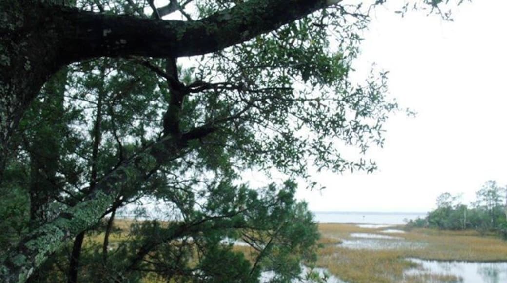 Despite the Autumn drizzle, the Bogue Sound Marsh was alive with life. Egrets and Osprey were seen at the Lookouts.