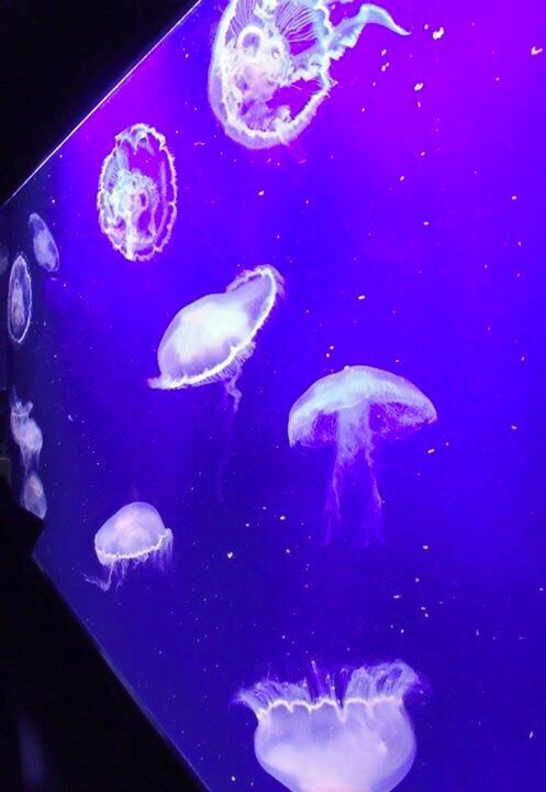 Enjoy a few hours at the NC Aquarium at Pine Knoll Shores and discover fresh and salt water fish in this small and intimate site. "Jelly Fish Under Light". 39 miles from New Bern on the Barrier Islands. Take the Morehead City Causeway to Atlantic Beach, turn right and follow Rt. 58 to Pine Knoll Shores,