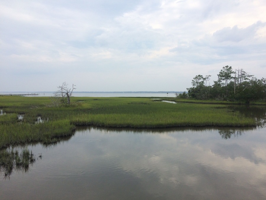 Salt Marsh